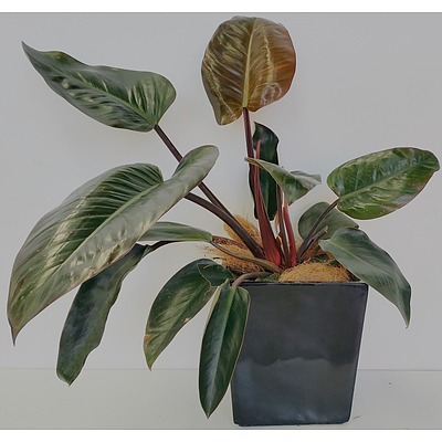 Philodendron Rojo Congo Desk/Benchtop Indoor Plant With Fiberglass Planter