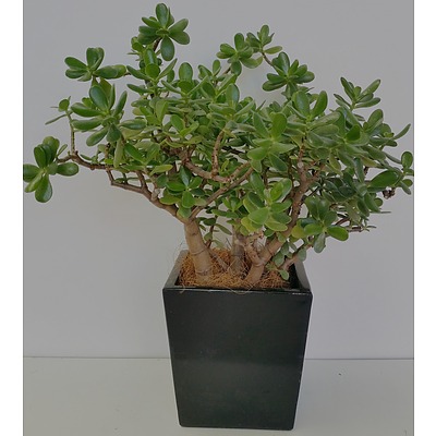 Jade Plant(Crassula Ovata) Desk/Benchtop Indoor Plant With Fiberglass Planter