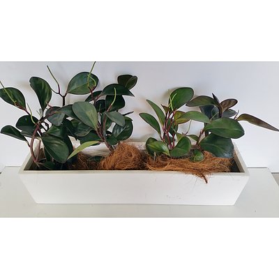 Peperomia Red Edge(Peperomia Obtusifolia) Desk/Benchtop Indoor Plants With Fiberglass Planter Trough