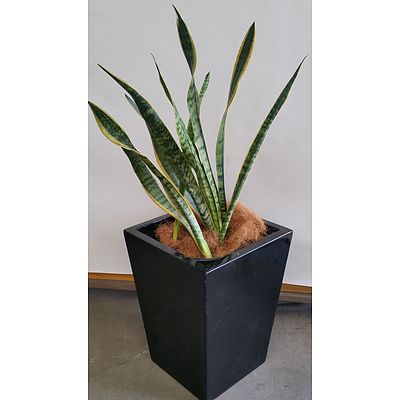 Advanced Mother In Law's Tongue(Sansavieria) Indoor Plant With Fibreglass Planter Box