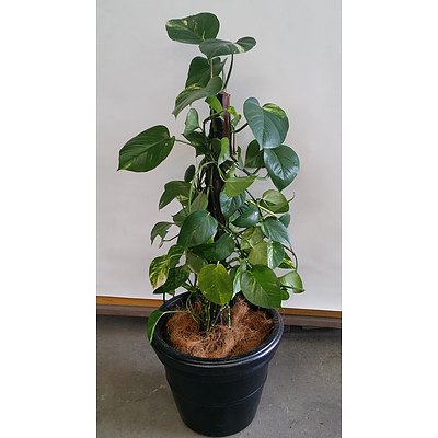 Devils Ivy(Epipremnum Aureum) Indoor Plant in Decorative Plastic Cotta Pot