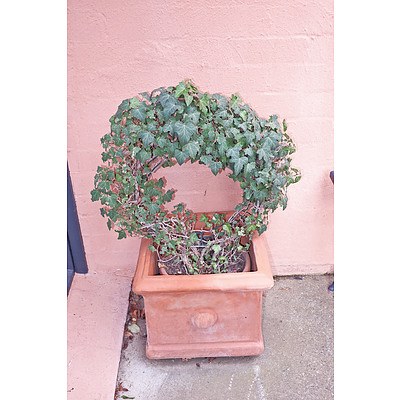 Pair of Terracotta Pots with Ivy Rings