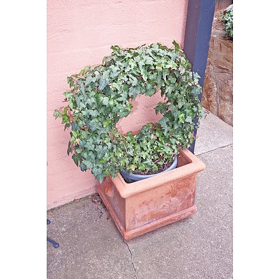 Pair of Terracotta Pots with Ivy Rings