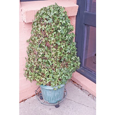 Ivy Topiary
