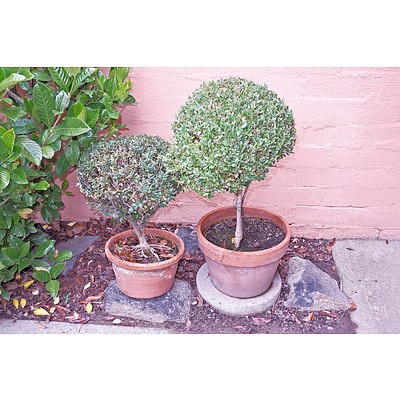 Two Terracotta Potted Buxus Box