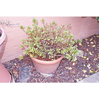 Terracotta Potted, Possibly Azalea