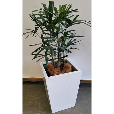 Rhapis Palm(Rhapis Excelsa) Indoor Plant With Fiberglass Planter