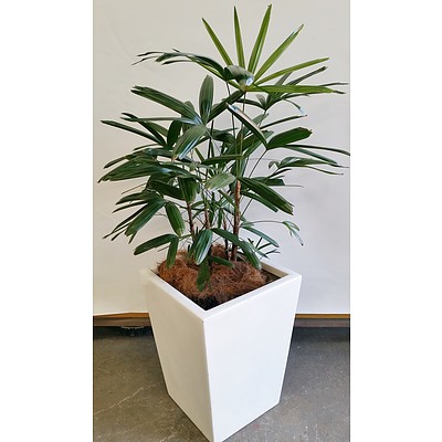 Rhapis Palm(Rhapis Excelsa) Indoor Plant With Fiberglass Planter