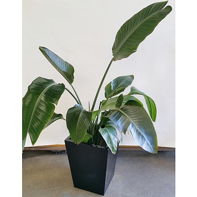 Advanced Giant Bird Of Paradise(Strelitzia Nicolai) Indoor Plant With Fiberglass Planter