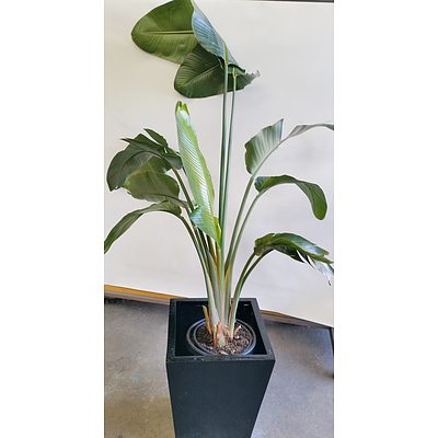 Advanced Giant Bird Of Paradise(Strelitzia Nicolai) Indoor Plant With Fiberglass Planter