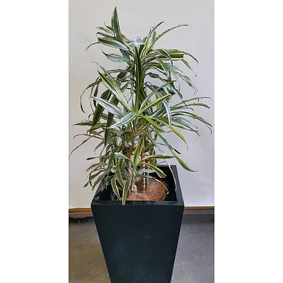 Janet Craig(Dracaena Deremensis) Indoor Plant With Fiberglass Planter Box