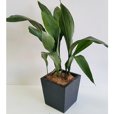 Madonna Lily(Spathiphylum) Desk/Bench Top Indoor Plant With Fiberglass Planter