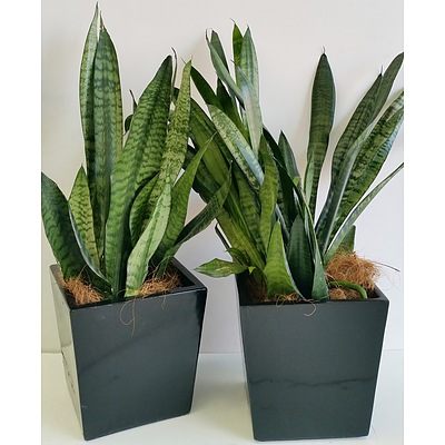 Two Mother In Law's Tongue(Sansavieria) Desk/Bench Top Indoor Plants With Fiberglass Planters