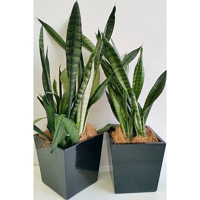 Two Mother In Law's Tongue(Sansavieria) Desk/Bench Top Indoor Plants With Fiberglass Planters