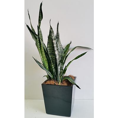 Mother In Law's Tongue(Sansavieria) Desk/Bench Top Indoor Plant With Fiberglass Planter