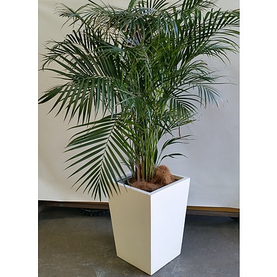 Kentia Palm(Howea Forsteriana) Indoor Plant In Fiberglass Planter