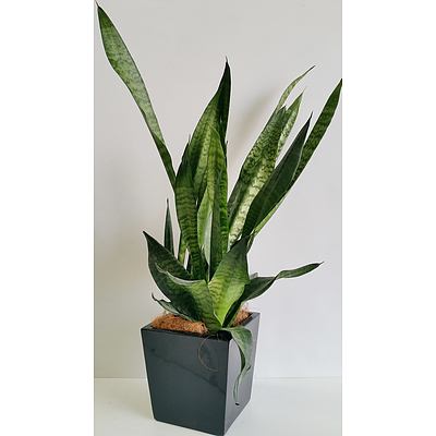 Mother In Law's Tongue(Sansavieria) Desk/Bench Top Indoor Plant With Fiberglass Planter
