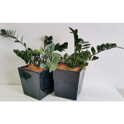 Two Zanzibar Gem(Zamioculus Zalmiofolia) Desk/Bench Top Indoor Plants With Fiberglass Planters