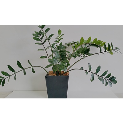 Zanzibar Gem(Zamioculus Zalmiofolia) Desk/Bench Top Indoor Plant With Fiberglass Planter