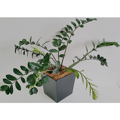 Zanzibar Gem(Zamioculus Zalmiofolia) Desk/Bench Top Indoor Plant With Fiberglass Planter