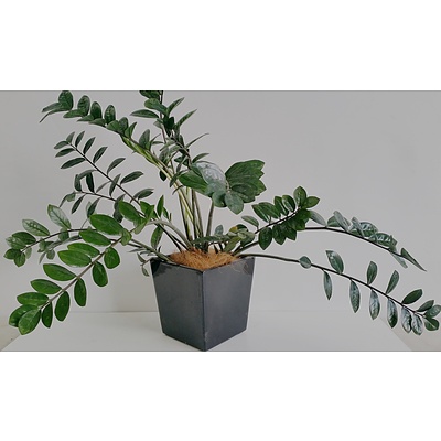 Zanzibar Gem(Zamioculus Zalmiofolia) Desk/Bench Top Indoor Plant With Fiberglass Planter