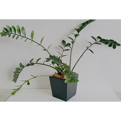 Zanzibar Gem(Zamioculus Zalmiofolia) Desk/Bench Top Indoor Plant With Fiberglass Planter