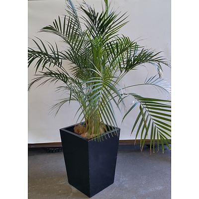 Kentia Palm(Howea Forsteriana) Indoor Plant In Fiberglass Planter