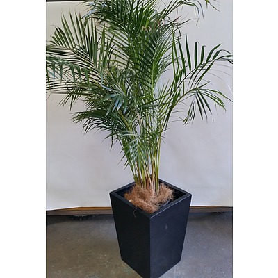 Kentia Palm(Howea Forsteriana) Indoor Plant In Fiberglass Planter