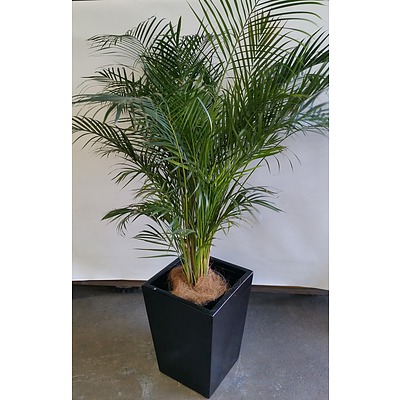Kentia Palm(Howea Forsteriana) Indoor Plant In Fiberglass Planter