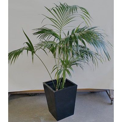 Parlor Palm(Chamaedorea Elegans) Indoor Plant With Fiberglass Planter