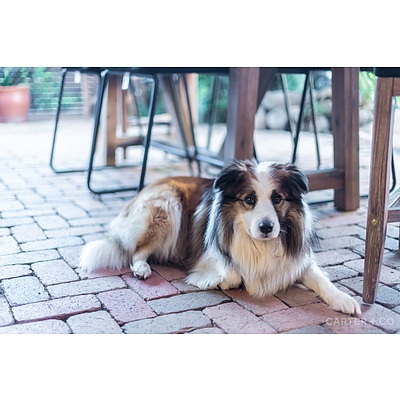 9 Ingram Street, Gowrie ACT 2904