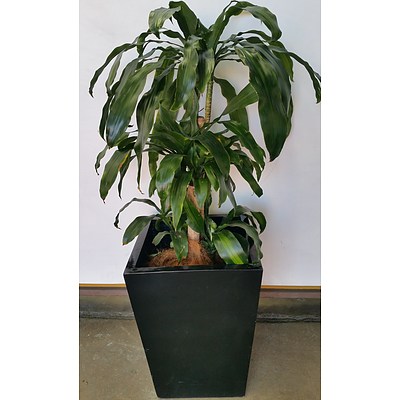 Striped Happy Plant(Dracenea Fragrants Massangeana) Indoor Plant With Fiberglass Planter