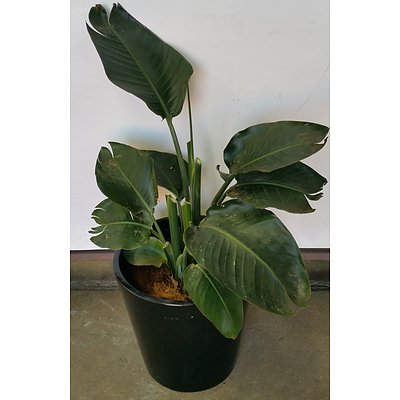 Giant Bird Of Paradise(Strelitzia Nicolai) Indoor Plant With Fiberglass Planter