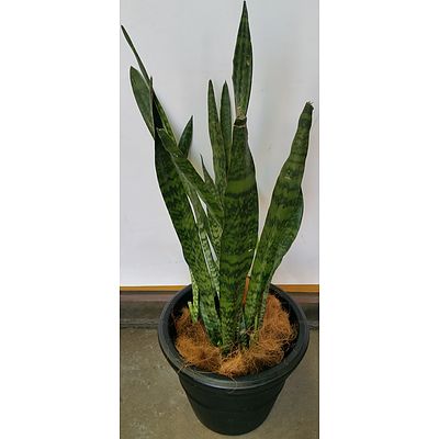 Mother In Law's Tongue(Sansavieria) Indoor Plant With Black Cotta Pot