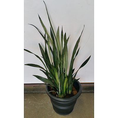 Mother In Law's Tongue(Sansavieria) Indoor Plant With Black Cotta Pot