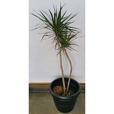 Dragon Plant(Dracaena Draco) Indoor Plant With Black Cotta Pot