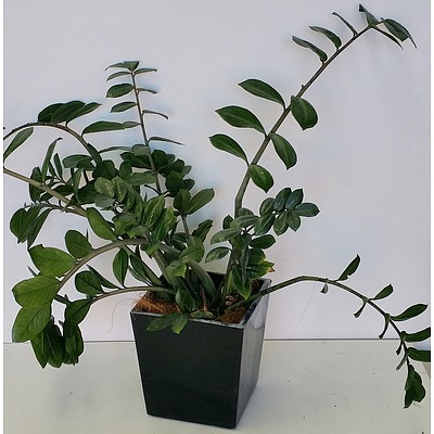 Zanzibar Gem(Zamioculus Zalmiofolia) Desk/Bench Top Indoor Plant With Fiberglass Planter