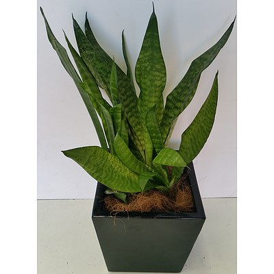 Mother In Law's Tongue(Sansavieria) Desk/Bench Top Indoor Plant With Fiberglass Planter