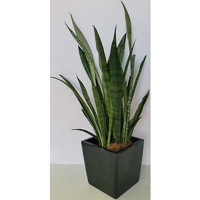 Mother In Law's Tongue(Sansavieria) Desk/Bench Top Indoor Plant With Fiberglass Planter