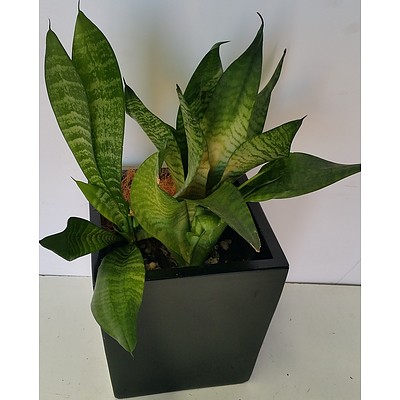 Mother In Law's Tongue(Sansavieria) Desk/Bench Top Indoor Plant With Fiberglass Planter