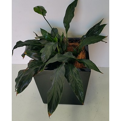 Madonna Lily(Spathiphylum) Desk/Bench Top Indoor Plant With Fiberglass Planter