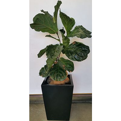 Fiddle Leaf Fig(Ficus Lyrata) Indoor Plant With Fiberglass Planter