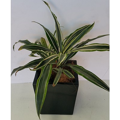Janet Craig(Dracaena Deremensis) Desk/Bench Top Indoor Plant With Fiberglass Planter