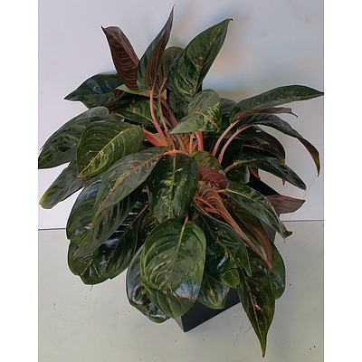 Red Chinese Evergreen(Aglaonema) Desk/Bench Top Indoor Plant With Fiberglass Planter