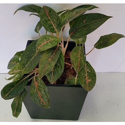Red Chinese Evergreen(Aglaonema) Desk/Bench Top Indoor Plant With Fiberglass Planter