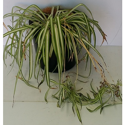 Spider Plant(Chlorophytum Comosum) Desk/Bench Top Indoor Plant With Fiberglass Planter