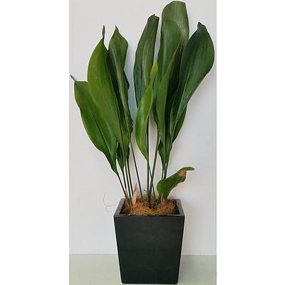 Cast Iron Plant(Aspidistra Elatior)Desk/Bench Top Indoor Plant With Fiberglass Planter