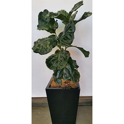 Fiddle Leaf Fig(Ficus Lyrata) Indoor Plant With Fiberglass Planter