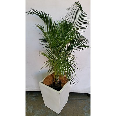 Golden Cane Palm(Dypsis Lutescens) Indoor Plant With Fiberglass Planter