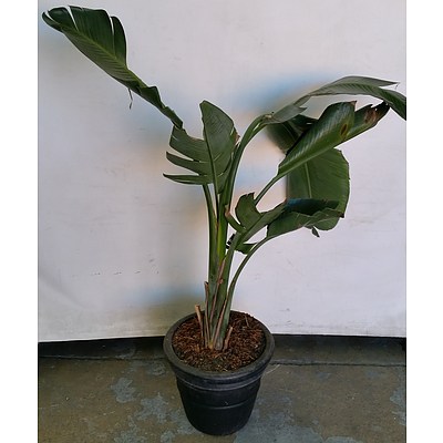 Giant Bird Of Paradise(Strelitzia Nicolai) Indoor Plant With Cotta Pot